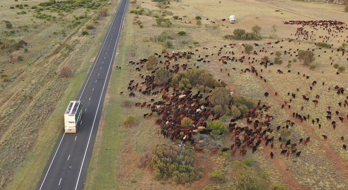 The FMD national response