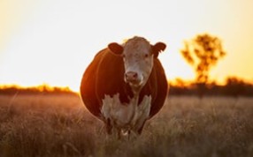 Hormone growth promotants: What you can and can't do