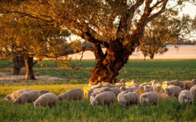 Choosing and using the correct devices for all species