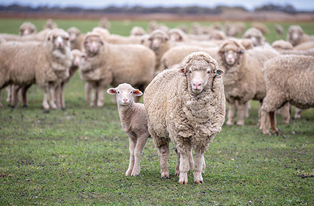 Using eID in Pastoral Zone Merinos