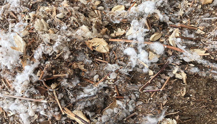 Alternative Feedstuff