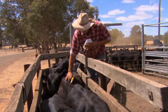 Safe and responsible animal treatments video