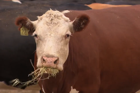 Stock foods, fodder crops, grain and pasture treatments video