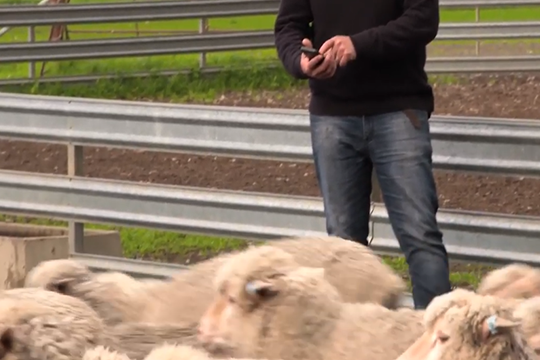 Livestock transaction and movements video