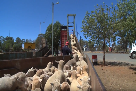 Preparation for dispatch of livestock video