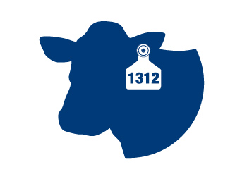 Animal Identification