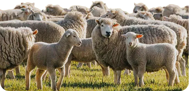Buying, Selling and Moving Livestock